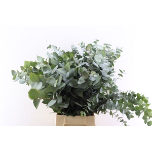 Euca Cinerea 65 Cm P Stem S A