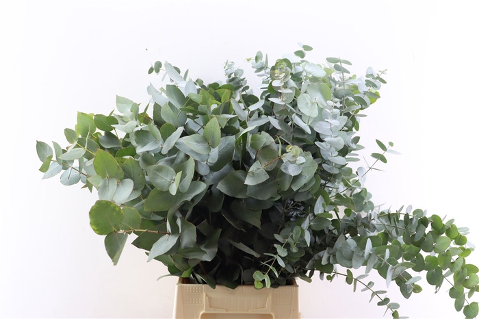 <h4>Euca Cinerea 65 Cm P Stem S A</h4>