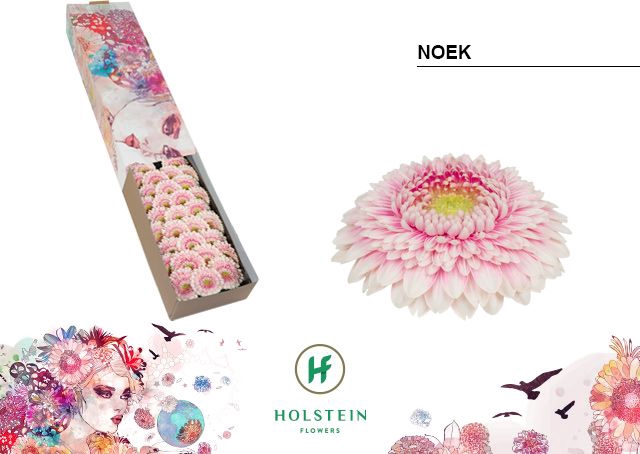 <h4>Germini Pomponi Noek Doos</h4>