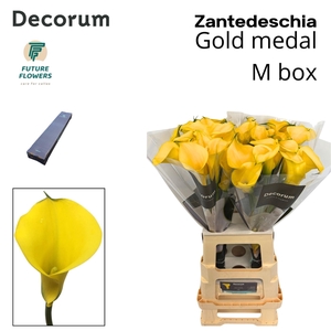 Zantedeschia  'Gold Medal'