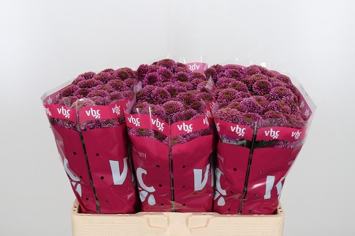 <h4>Chr San Aaa Doria</h4>