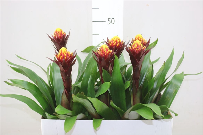 <h4>Guzmania Akabar</h4>