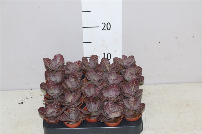 <h4>Kalanchoe Zebra</h4>