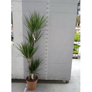 Dracaena marg.