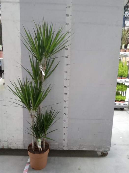 <h4>Dracaena marg.</h4>