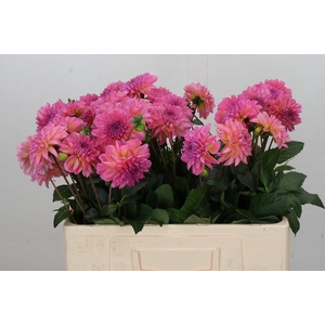 Dahlia Esli