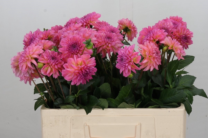 Dahlia Esli