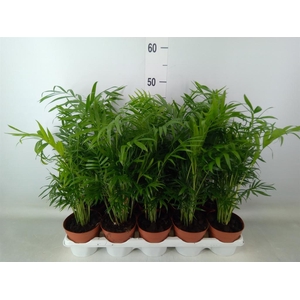 Chamaedorea elegans