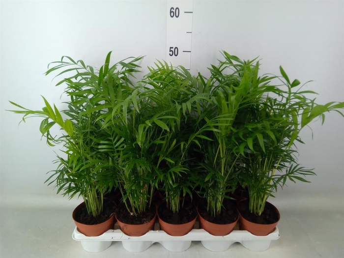 <h4>Chamaedorea elegans</h4>