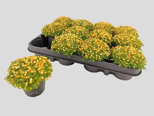 <h4>NERT GR SUZANNE</h4>