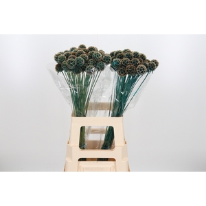 Scabiosa Kl Bh Blauw