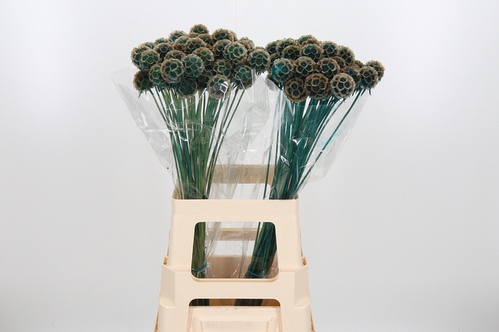<h4>Scabiosa Kl Bh Blauw</h4>