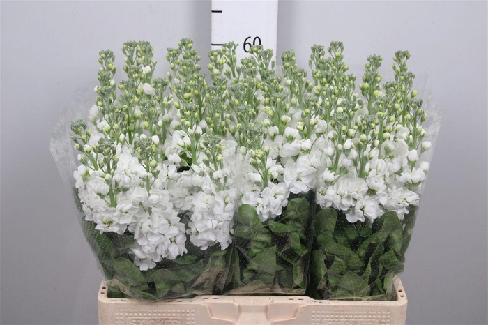 <h4>Matth Aida White</h4>