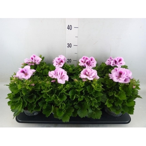 Pelargonium gran.   ..