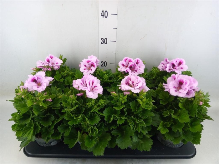 <h4>Pelargonium gran.   ..</h4>