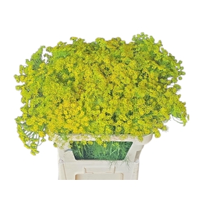 Anethum Graveolens Yellow 80cm