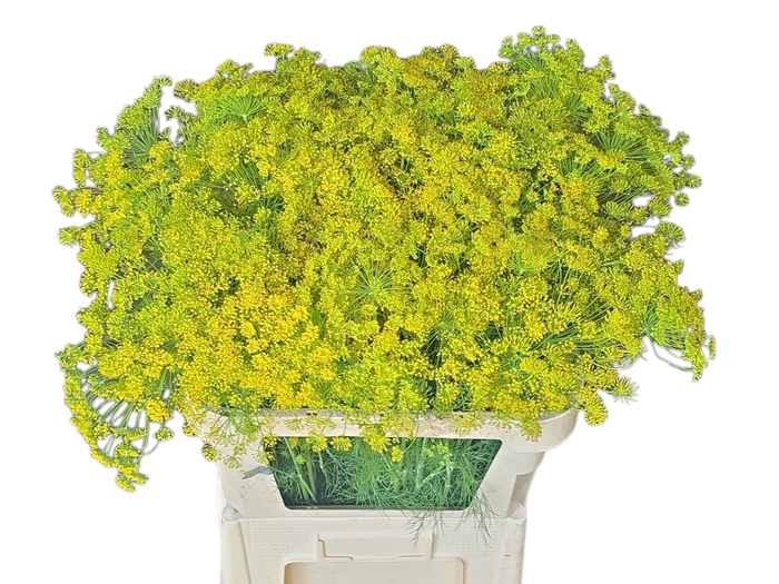 <h4>Anethum Graveolens Yellow 80cm</h4>