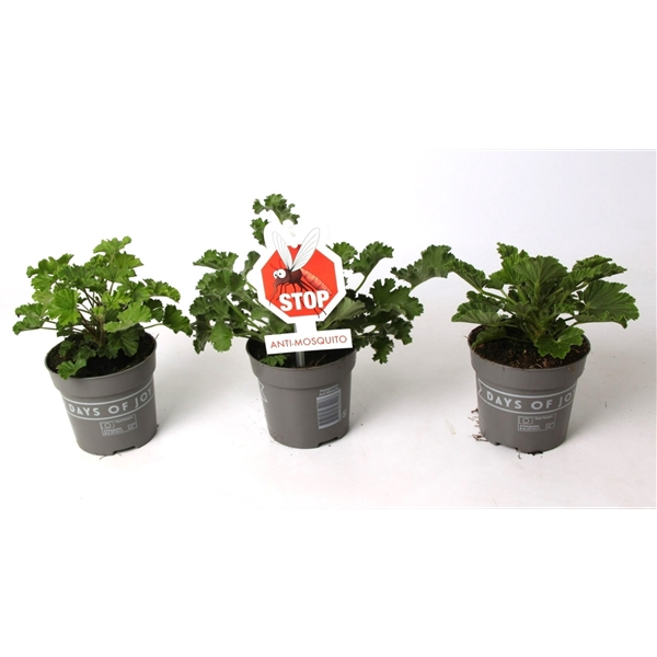 <h4>Pelargonium 'Anti-Mosquito' mix</h4>