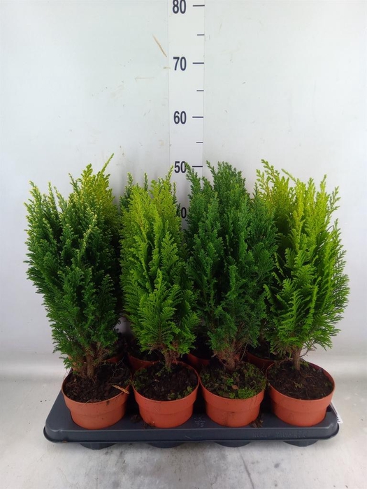 <h4>Conifers   ...mix</h4>