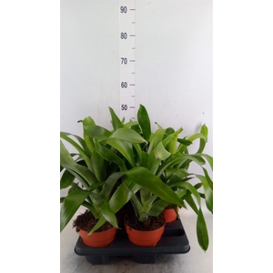 Bromelia   ...