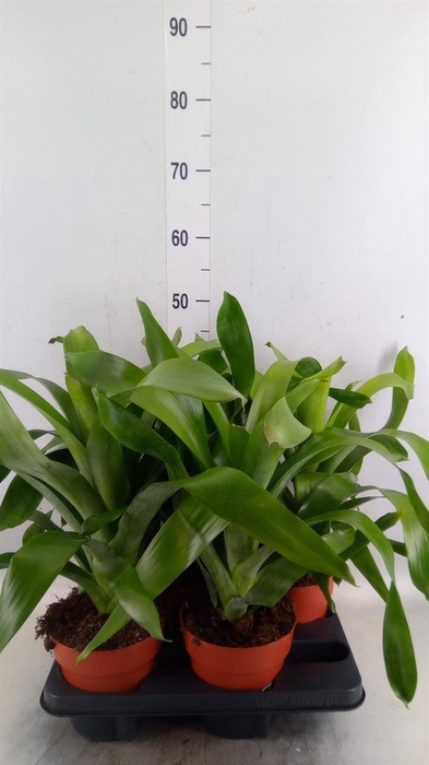 <h4>Bromelia   ...</h4>