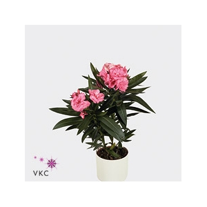 Nerium oleander overig