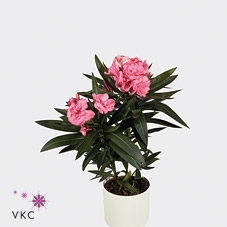 Nerium Oleander 13Ø 40cm