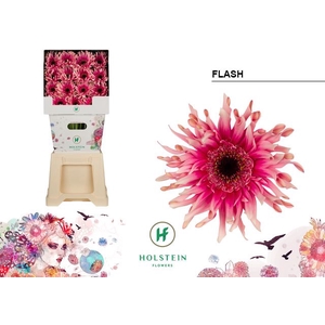 Gerbera Gerpasta Flash
