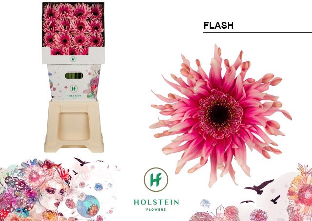 <h4>Gerbera Gerpasta Flash</h4>