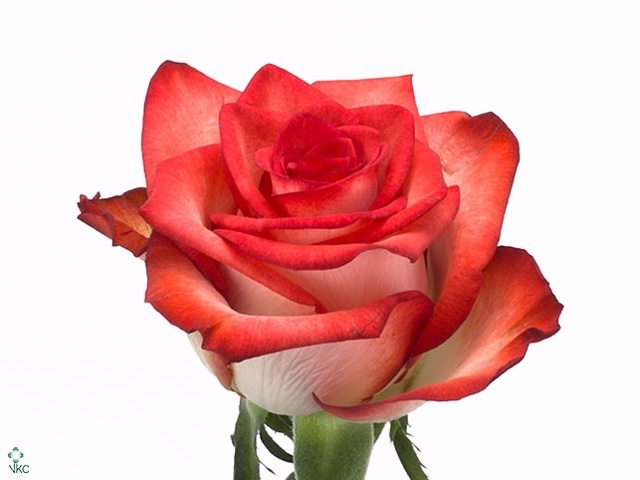 <h4>R Gr Blush Box Fu</h4>