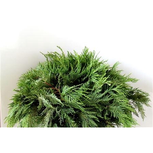 Co Thuja O Euro Gold Bs