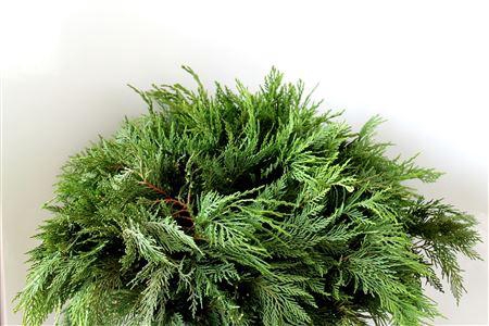 <h4>Co Thuja O Euro Gold Bs</h4>