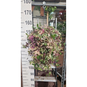Tradescantia flum. 'Quadricolor'