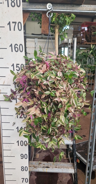 <h4>Tradescantia flum. 'Quadricolor'</h4>