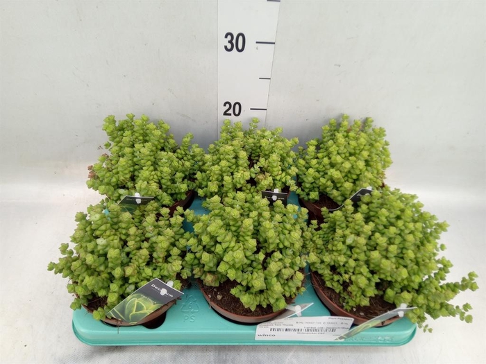 <h4>Crassula   ...</h4>