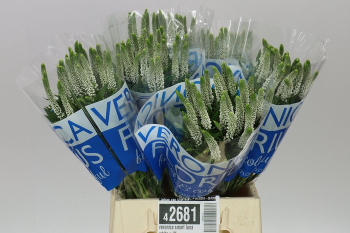 <h4>Veronica Smart Luna White X 25</h4>