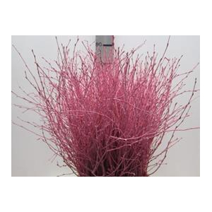BERK ROSE L60