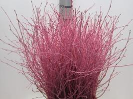 <h4>BERK ROSE L60</h4>
