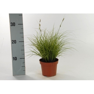 Carex Jubilo