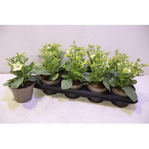 arr8 Nicotiana Ov Green