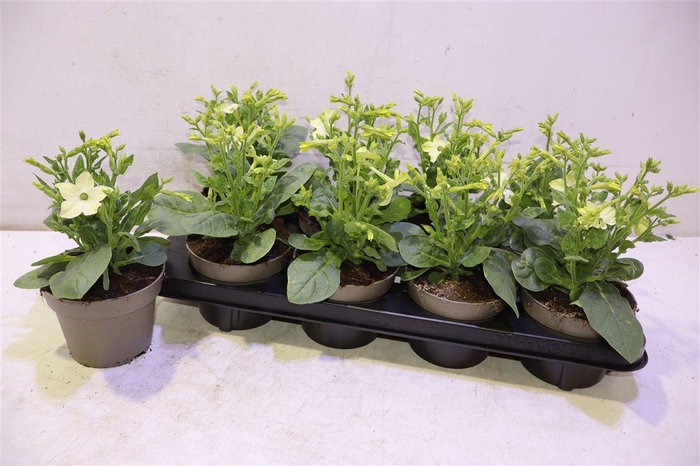 <h4>arr8 Nicotiana Ov Green</h4>