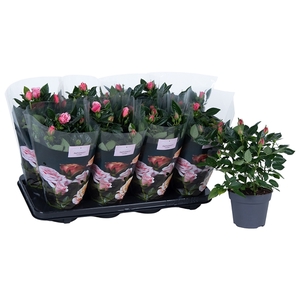 Nolina Roses Ø 13 cm Light pink st. 0-1