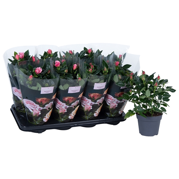 <h4>Nolina Roses Ø 13 cm Light pink st. 0-1</h4>