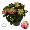 Hydrangea Macrophylla rose Lacecap Pink 7+