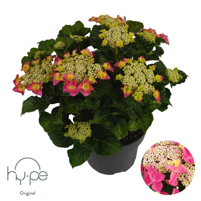 Hydrangea Macrophylla rose Lacecap Pink 7+