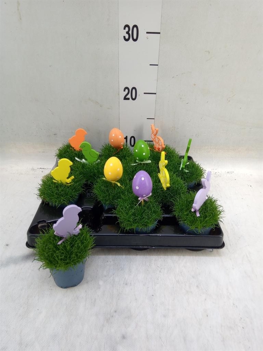 <h4>Sagina subulata</h4>