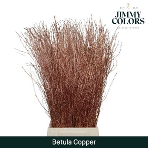 Betula L70 Mtlc. Copper