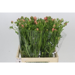 Ranunculus Butterfly Eris