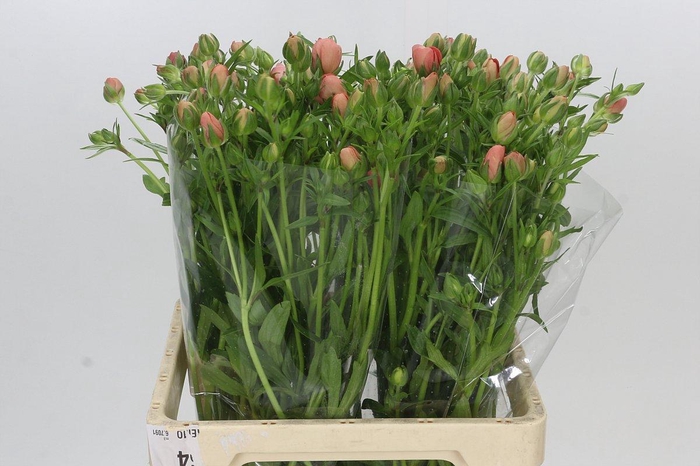 <h4>Ranunculus Butterfly Eris</h4>