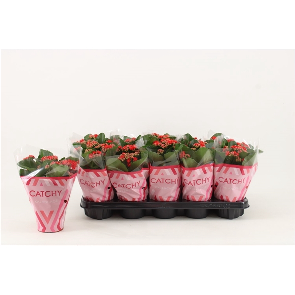 <h4>Kalanchoe Double, Catchy Season Red</h4>